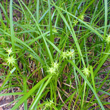 Morning Star;Gray's Sedge - Carex grayi | Perennial from StWilliamsNursery&EcologyCentre