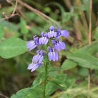 Great Blue Lobelia - Lobelia siphilitica | Perennial from StWilliamsNursery&EcologyCentre