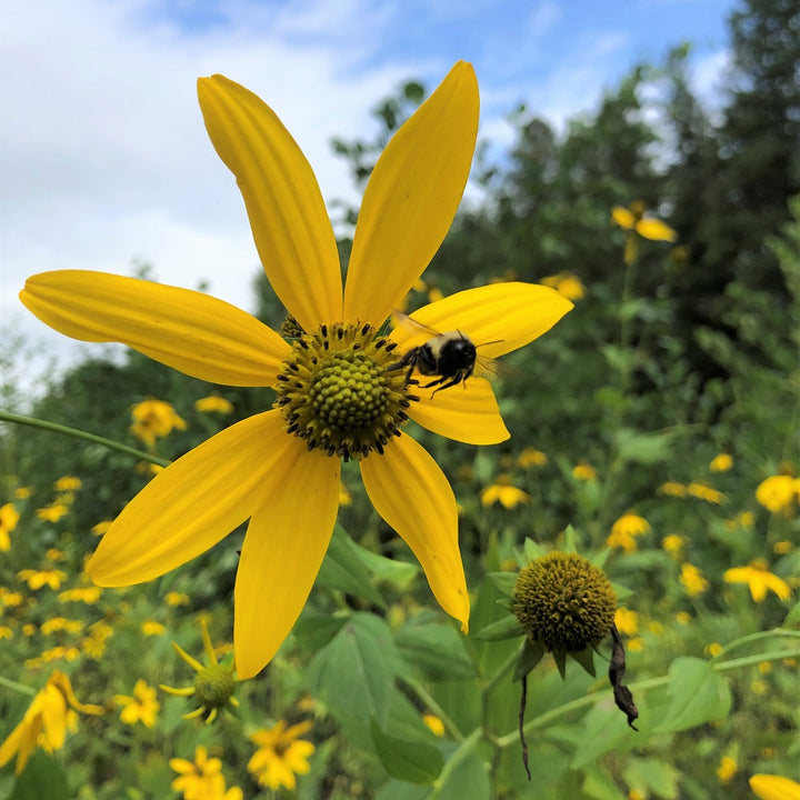 Greenheaded Coneflower;Cut-Leaved Coneflower - Rudbeckia laciniata | Perennial from StWilliamsNursery&EcologyCentre