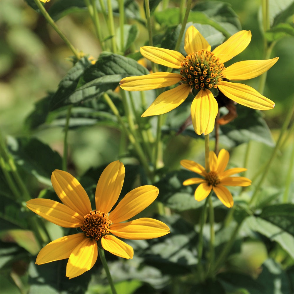 Greenheaded Coneflower;Cut-Leaved Coneflower - Rudbeckia laciniata | Perennial from StWilliamsNursery&EcologyCentre