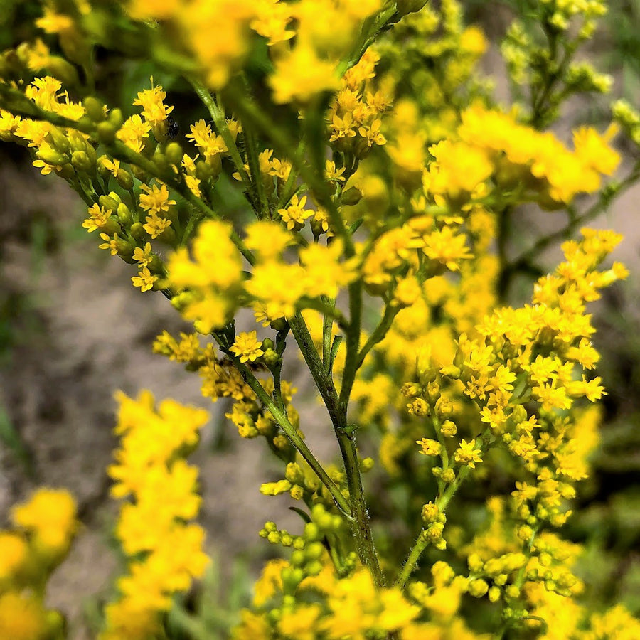 Gray Goldenrod - Solidago nemoralis | Perennial from StWilliamsNursery&EcologyCentre