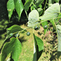 Hackberry  - Celtis occidentalis  | Deciduous Tree from ABTrees