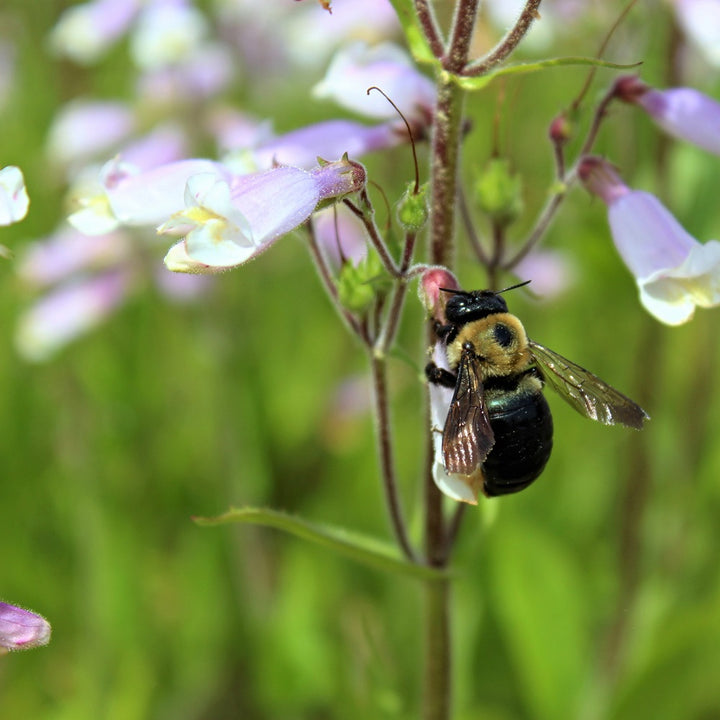 Hairy Beard-Tongue - Penstemon hirsutus | Perennial from StWilliamsNursery&EcologyCentre