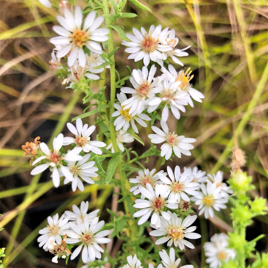 Heath Aster - Symphyotrichum ericoides | Perennial from StWilliamsNursery&EcologyCentre