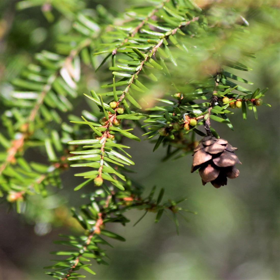 Hemlock - Tsuga canadensis | Tree - Coniferous from StWilliamsNursery&EcologyCentre