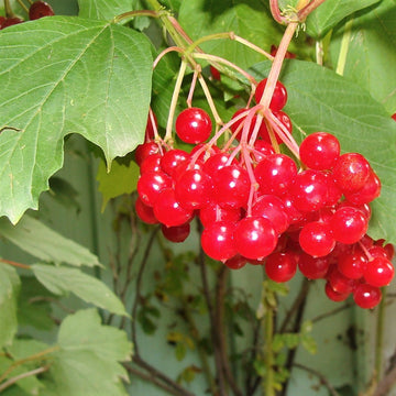 Highbush Cranberry - Viburnum trilobum | Shrub from StWilliamsNursery&EcologyCentre