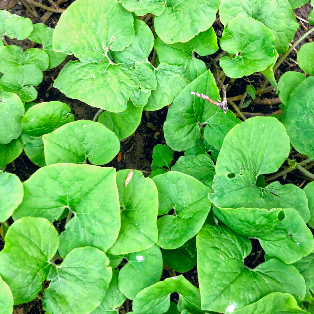 Wild Ginger - Asarum canadense | Perennial from EphemeralArk