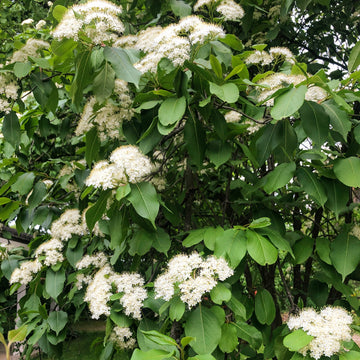 Nannyberry  - Viburnum lentago  | Shrub / Small Tree from ABTrees