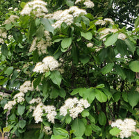 Nannyberry - Viburnum lentago | Shrub / Small Tree from StWilliamsNursery&EcologyCentre