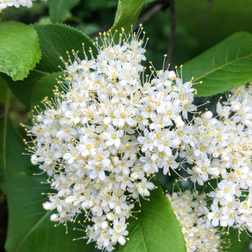 Nannyberry - Viburnum lentago | Shrub / Small Tree from StWilliamsNursery&EcologyCentre