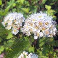 Ninebark - Physocarpus opulifolius | Shrub from StWilliamsNursery&EcologyCentre