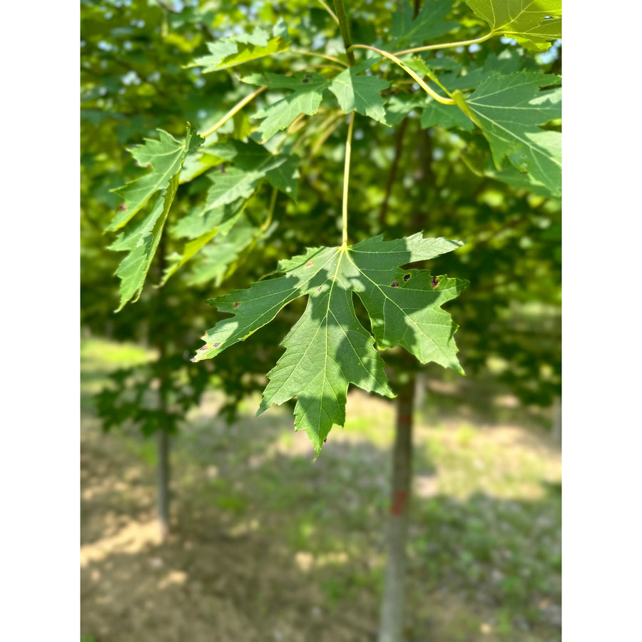 Celebration Freeman's Maple 'Celzam' - Acer freemanii 'Celzam' | Deciduous Tree from ABTrees