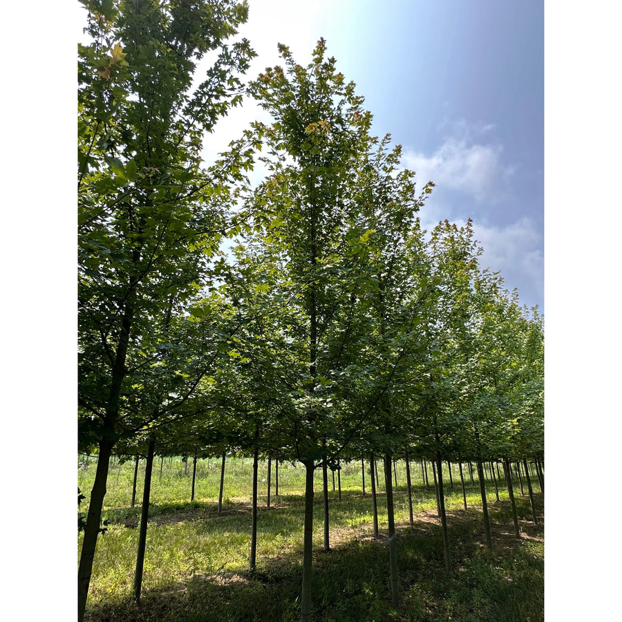 Autumn Blaze Freeman's Maple 'Jeffersred'  - Acer freemanii 'Jeffersred'  | Deciduous Tree from ABTrees