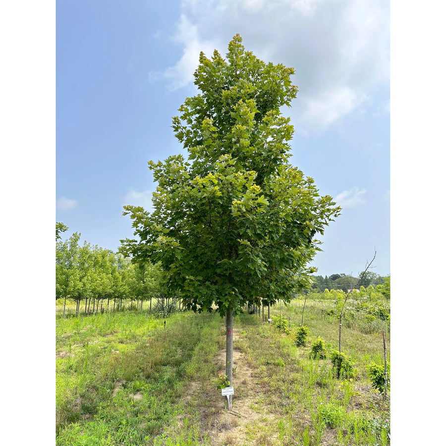 Celebration Freeman's Maple 'Celzam' - Acer freemanii 'Celzam' | Deciduous Tree from ABTrees