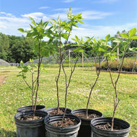 Hop Tree - Ptelea trifoliata | Shrub / Small Tree from StWilliamsNursery&EcologyCentre