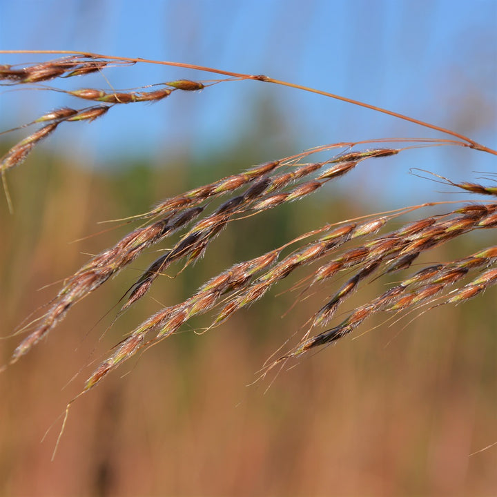 Yellow savanna grass - Sorghastrum nutans | Grass from StWilliamsNursery&EcologyCentre