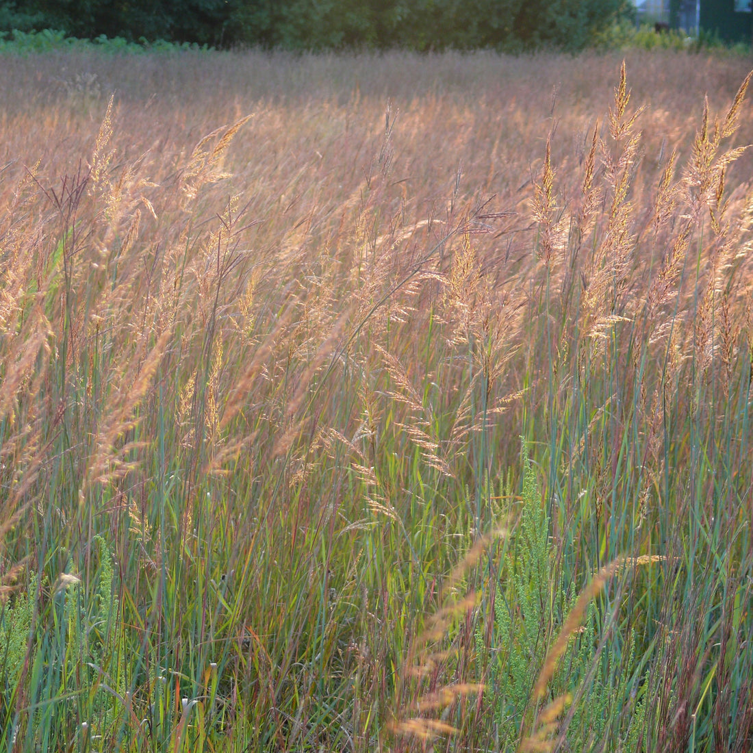 Yellow Savanna Grass - Sorghastrum nutans | Perennial from StWilliamsNursery&EcologyCentre