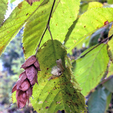 Ironwood - Ostrya virginiana | Tree - Deciduous from StWilliamsNursery&EcologyCentre