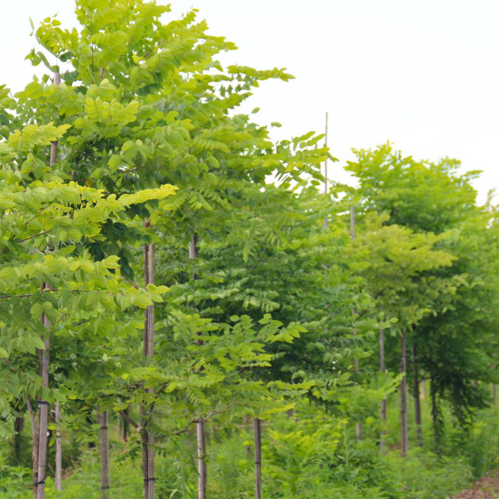 Kentucky Coffeetree  - Gymnocladus dioicus  | Deciduous Tree from ABTrees