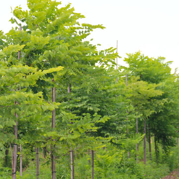 Kentucky Coffeetree  - Gymnocladus dioicus  | Deciduous Tree from ABTrees
