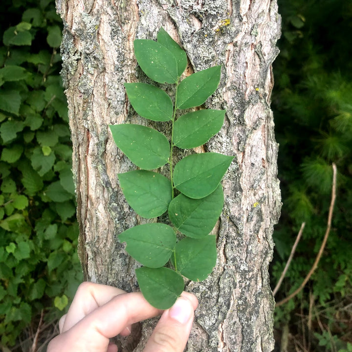 Kentucky Coffee Tree - Gymnocladus dioicus | Tree - Deciduous from StWilliamsNursery&EcologyCentre