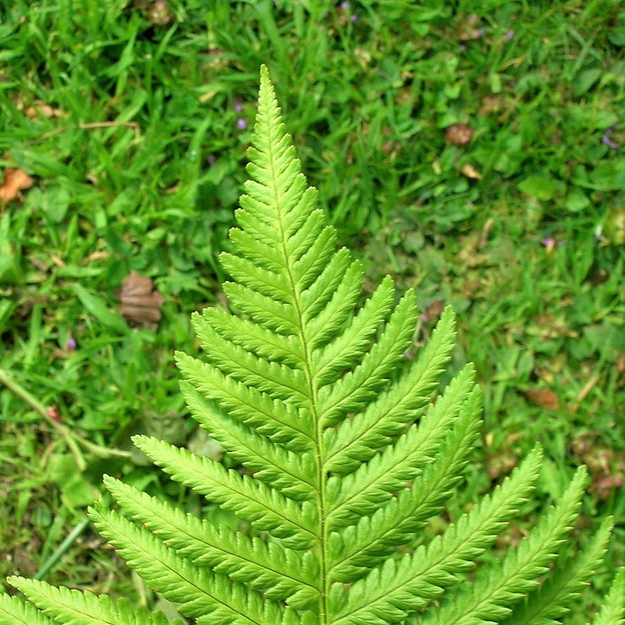 Lady Fern - Athyrium filix-femina | Fern from EphemeralArk