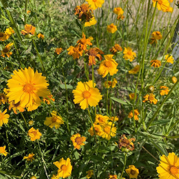 Lance-Leaved Coreopsis - Coreopsis lanceolata | Perennial from StWilliamsNursery&EcologyCentre