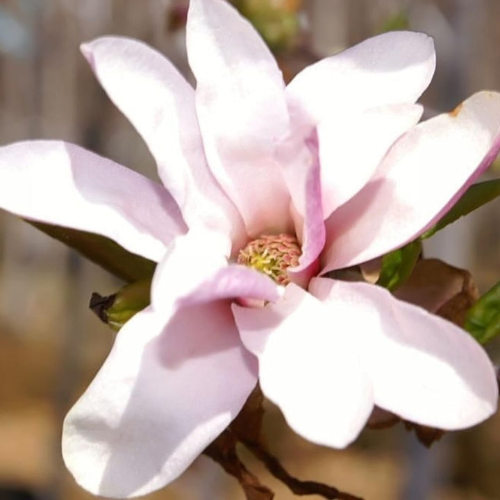 Loebner Magnolia  'Leonard Messel' - Magnolia loebneri 'Leonard Messel' | Shrub / Small Tree from ABTrees