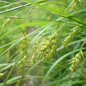 Long-Beaked Sedge - Carex sprengelii | Perennial from StWilliamsNursery&EcologyCentre