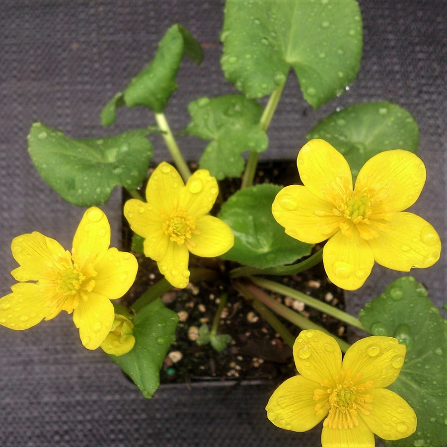 Marsh Marigold;Cowslip - Caltha palustris | Perennial from StWilliamsNursery&EcologyCentre