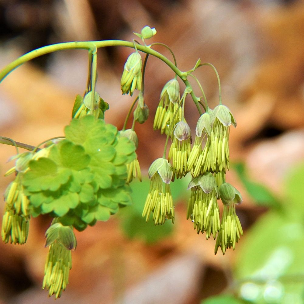 Early Meadow-Rue - Thalictrum dioicum | Pots // Native plants – Biomes ...