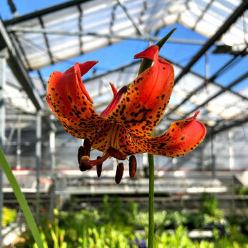 Michigan Lily - Lilium michiganense | Perennial from StWilliamsNursery&EcologyCentre