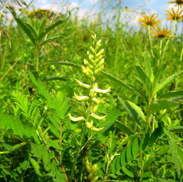 Canadian Milkvetch - Astragalus canadensis | Perennial from StWilliamsNursery&EcologyCentre