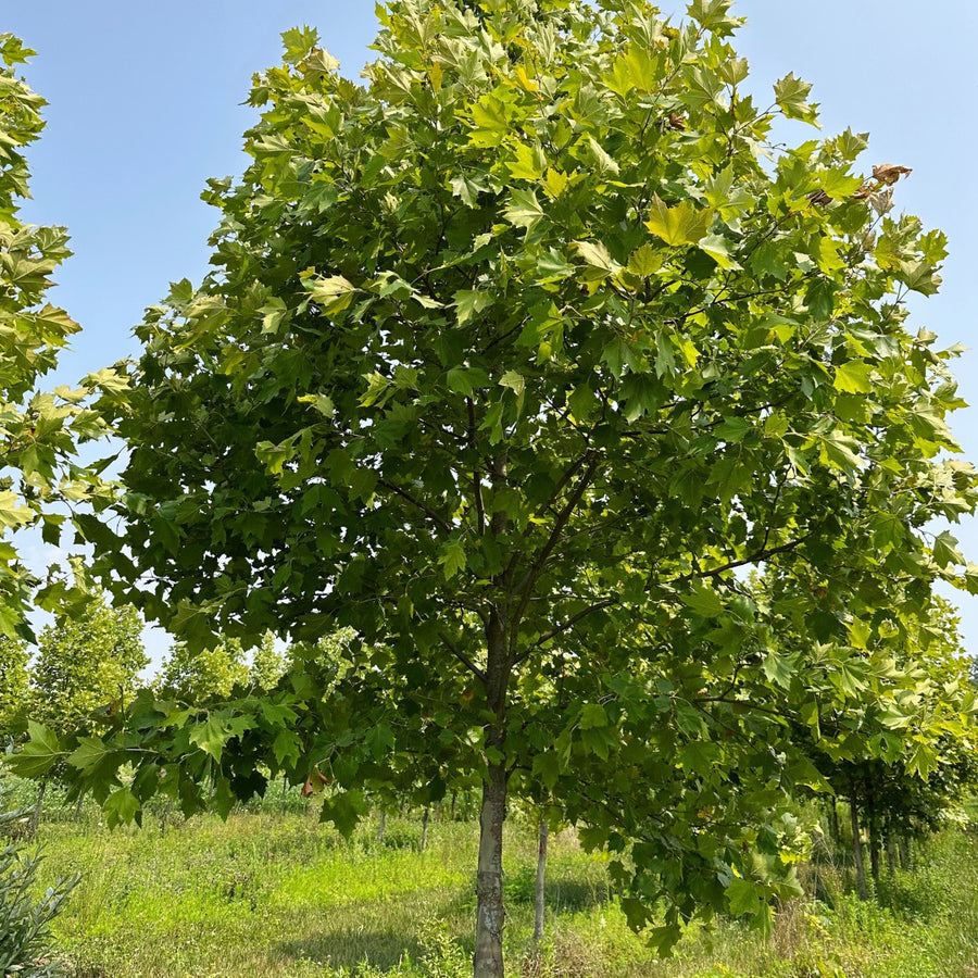 London Planetree 'Morton Circle' - Platanus acerifolia 'Morton Circle' | Deciduous Tree from ABTrees