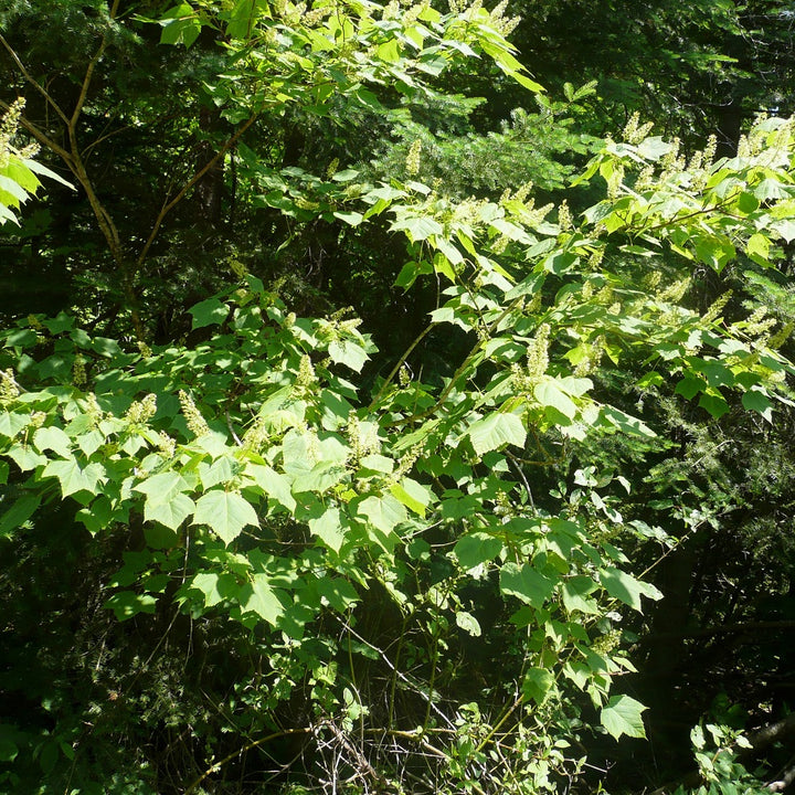 Mountain Maple - Acer spicata | Tree - Deciduous from StWilliamsNursery&EcologyCentre
