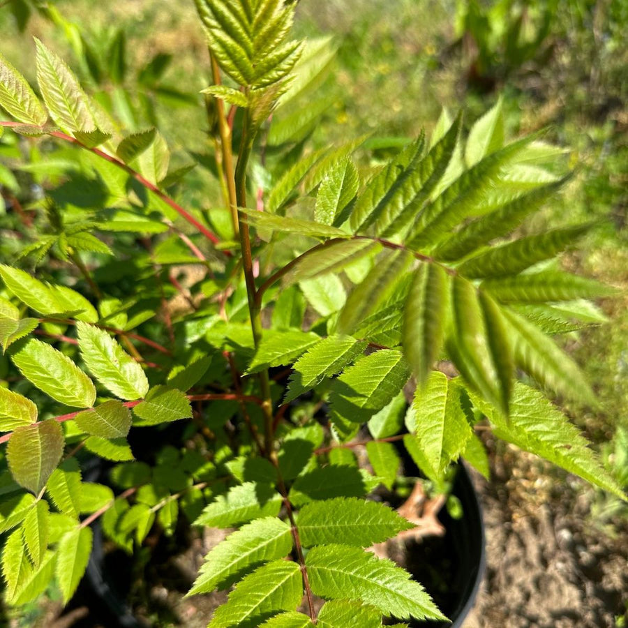 American Mountain Ash - Sorbus americana | Tree - Deciduous from StWilliamsNursery&EcologyCentre