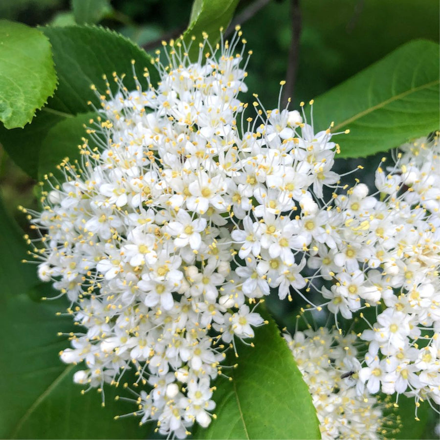 Nannyberry  - Viburnum lentago  | Shrub / Small Tree from ABTrees