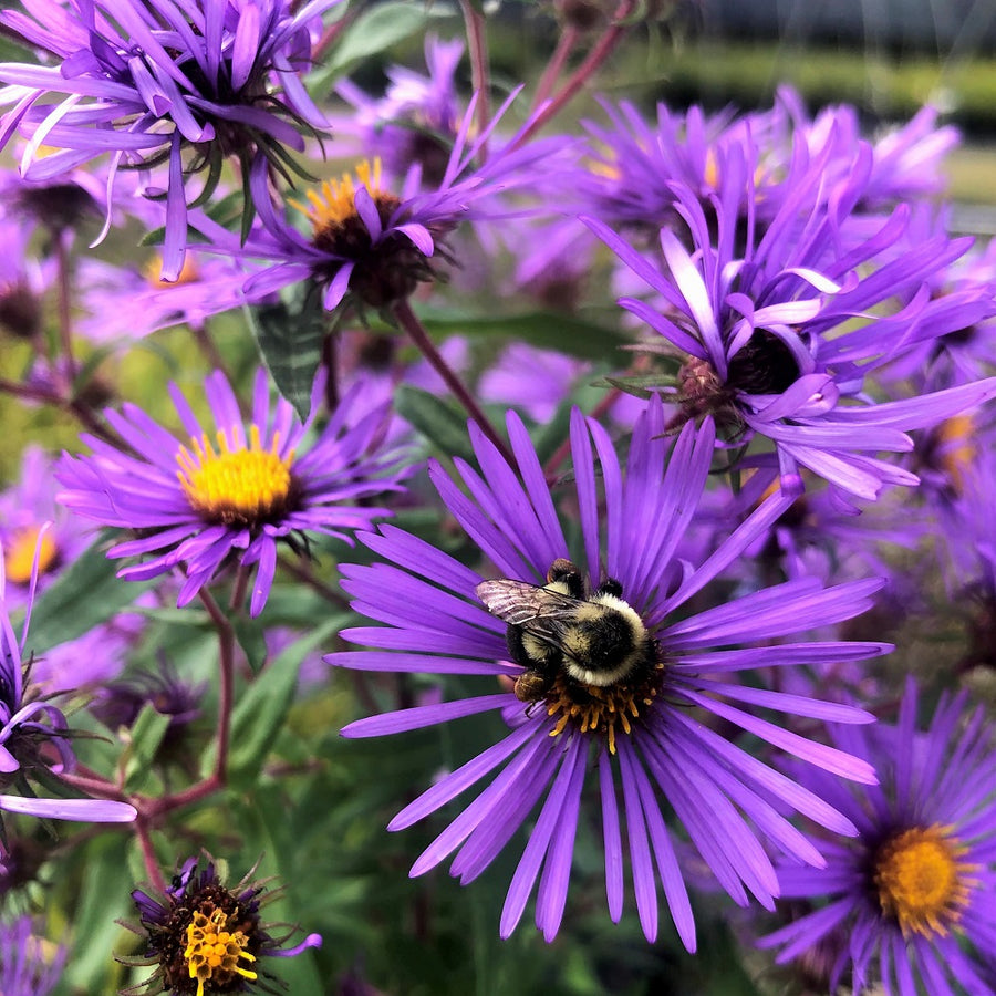 New England Aster - Symphyotrichum novae-angliae | Perennial from StWilliamsNursery&EcologyCentre