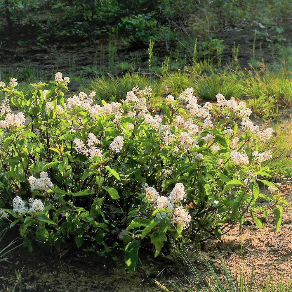 New Jersey Tea - Ceanothus americanus | Pots // Native plants – Biomes ...