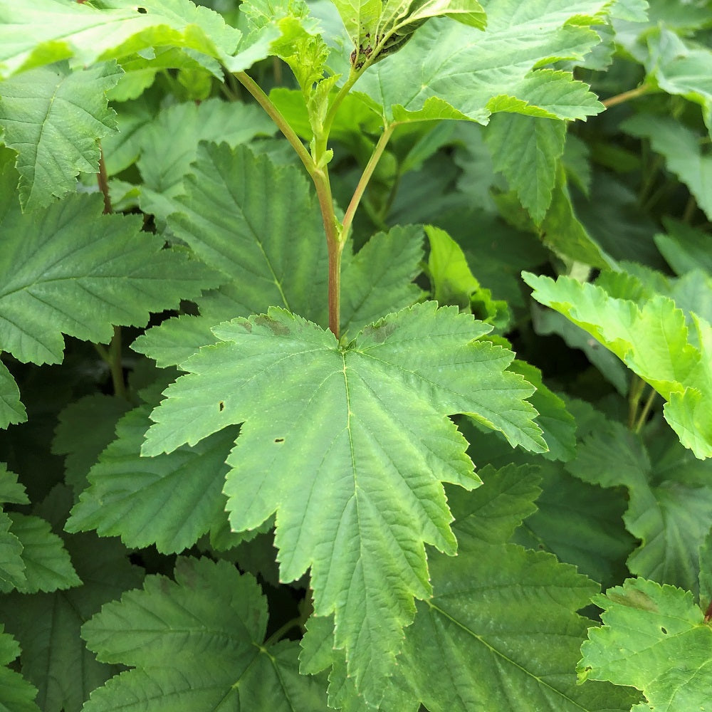 Ninebark - Physocarpus opulifolius | Shrub from StWilliamsNursery&EcologyCentre