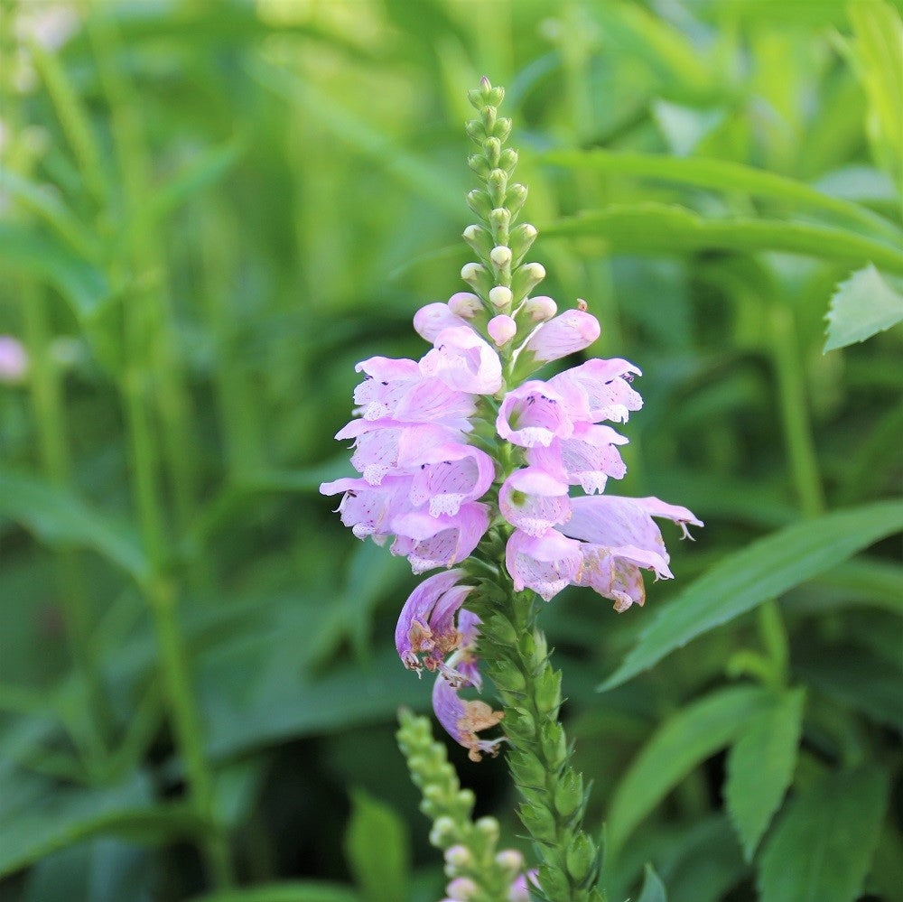 Obedient Plant;False Dragonhead - Physostegia virginiana | Perennial from StWilliamsNursery&EcologyCentre