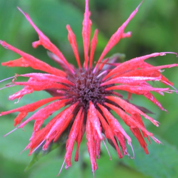 Oswego Tea - Monarda didyma | Perennial from StWilliamsNursery&EcologyCentre