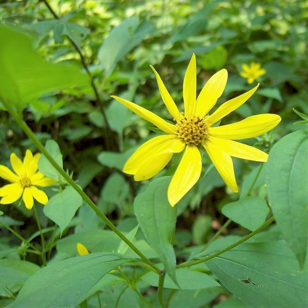 Pale-Leaved Sunflower - Helianthus strumosus | Perennial from StWilliamsNursery&EcologyCentre