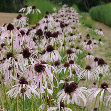 Pale Coneflower - Echinacea pallida | Perennial from StWilliamsNursery&EcologyCentre