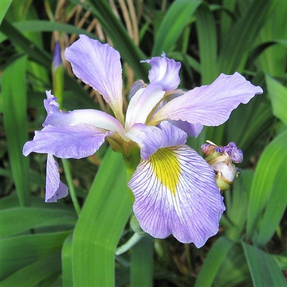 Southern;Pale Flag Iris - Iris virginica | Perennial from StWilliamsNursery&EcologyCentre