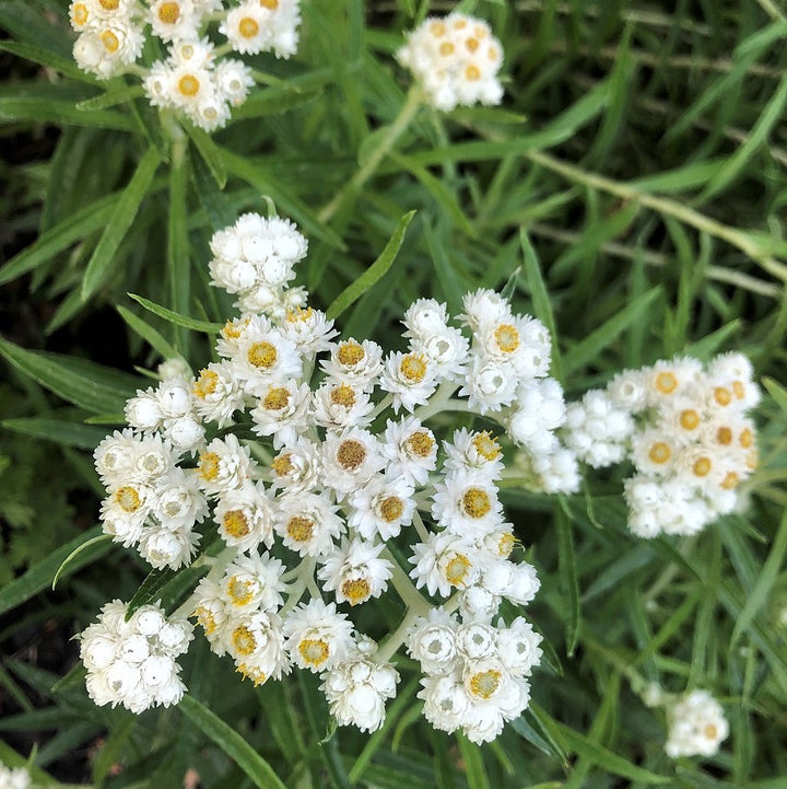 Pearly Everlasting - Anaphalis margaritacea | Perennial from StWilliamsNursery&EcologyCentre