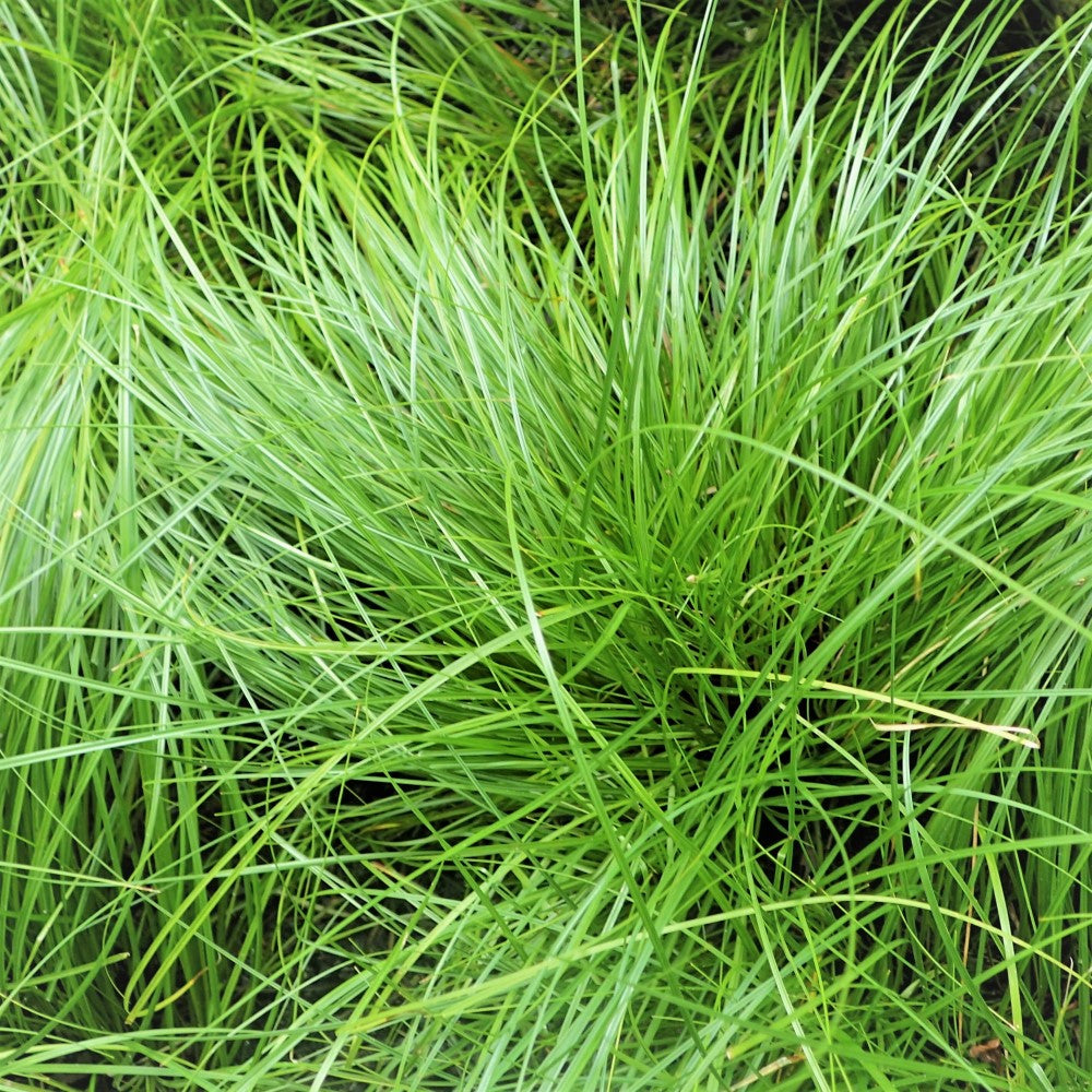 Pennsylvania Sedge - Carex pensylvanica | Pots // Native plants ...