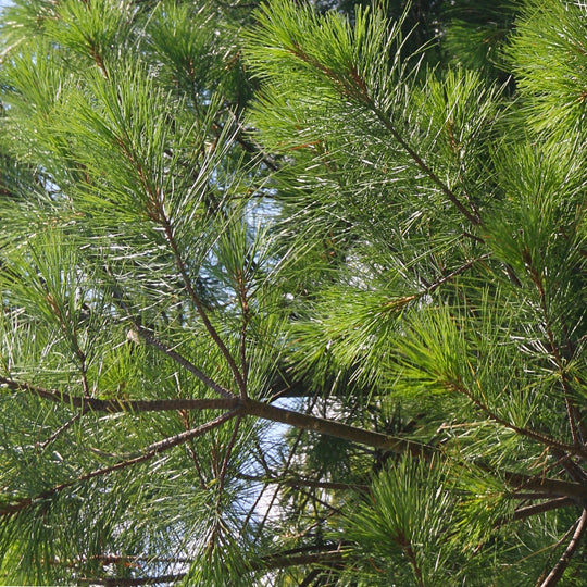 White Pine  - Pinus strobus  | Coniferous Tree from ABTrees