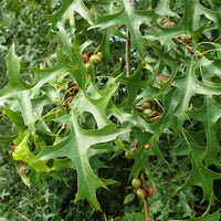 Pin Oak  - Quercus palustris  | Deciduous Tree from ABTrees