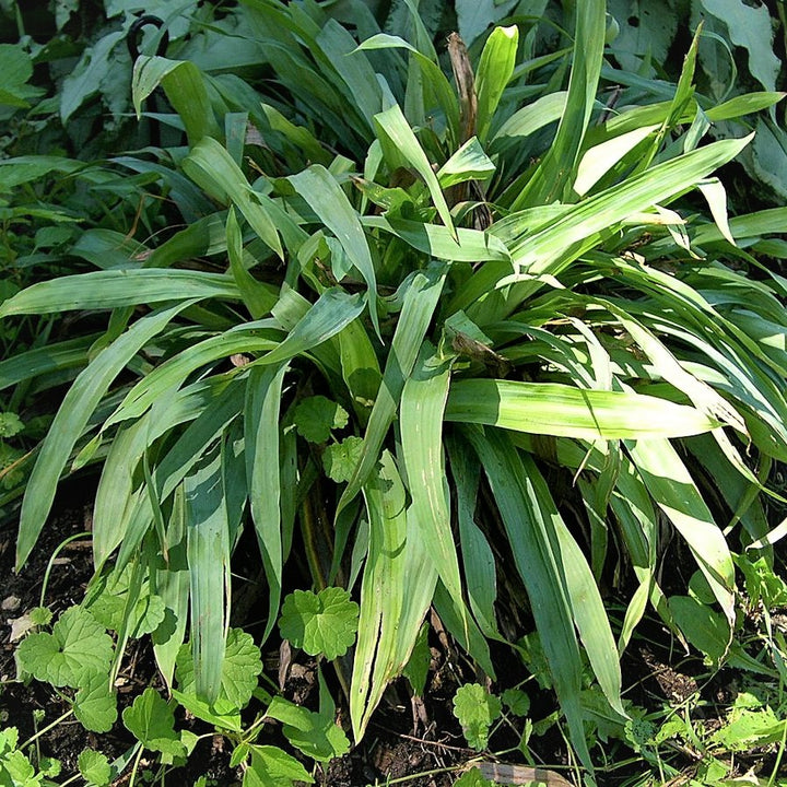 Plantain-Leaved Sedge - Carex plantaginea | Perennial from StWilliamsNursery&EcologyCentre